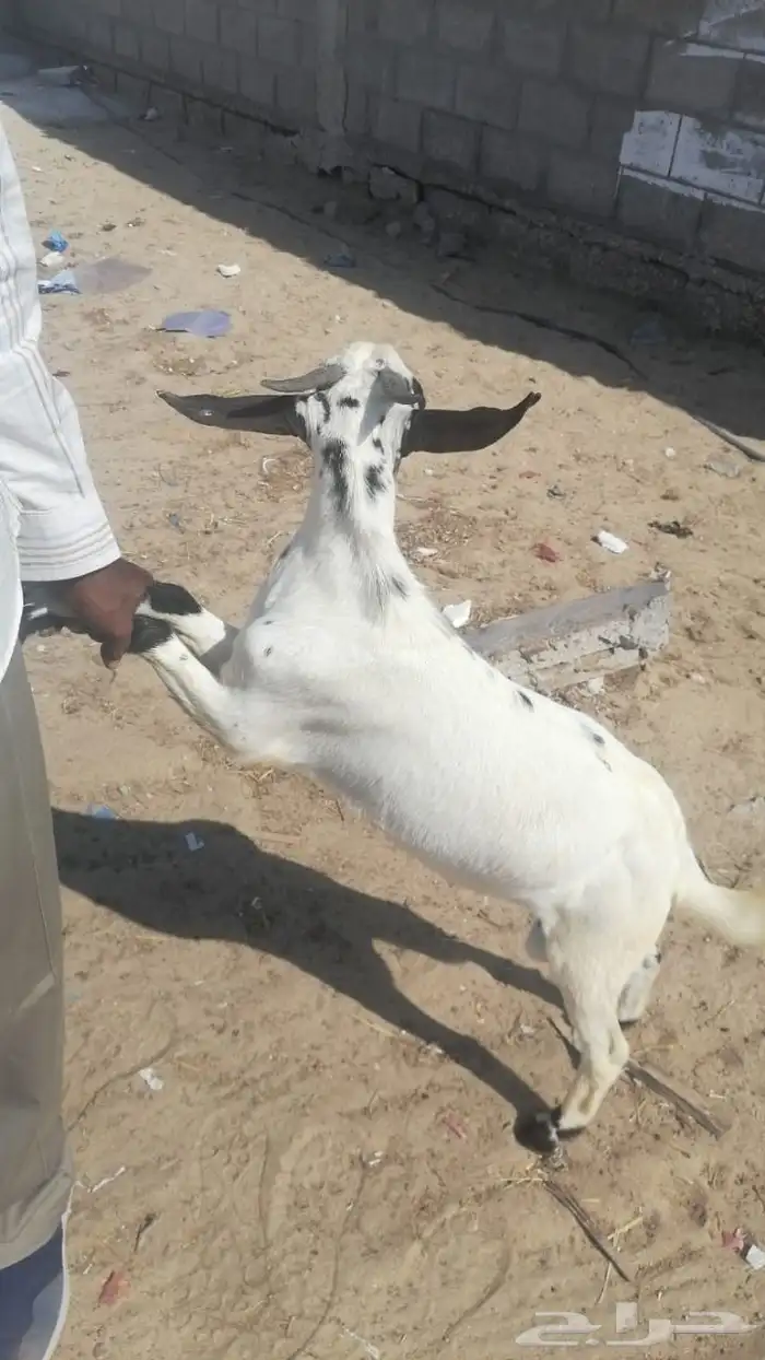 اليوم معنا تيوس يمني فاخره 6