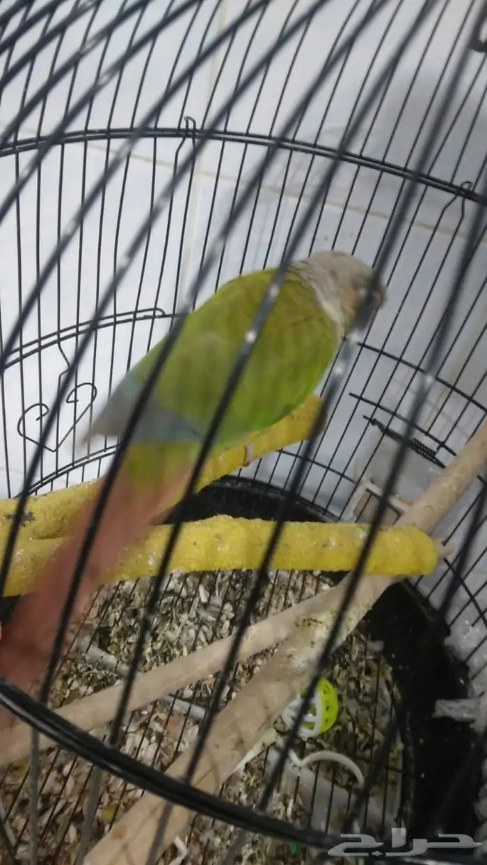 بغبغا اليف صغير العمر موجود في الباحه بني سار 1