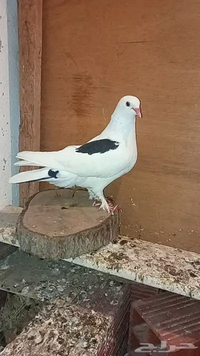 للبيع حمام طيار باكستاني 9