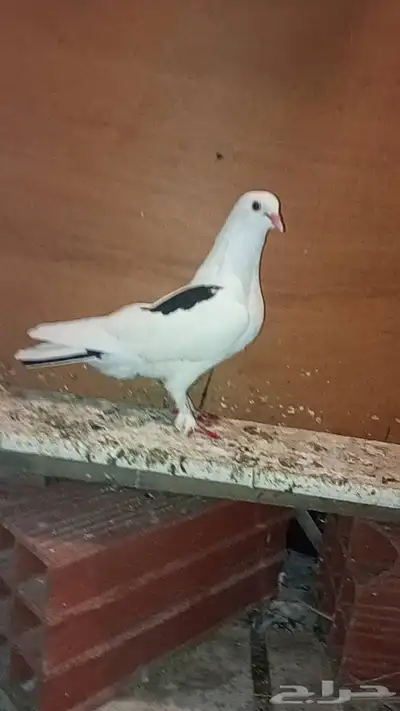 للبيع حمام طيار باكستاني 7