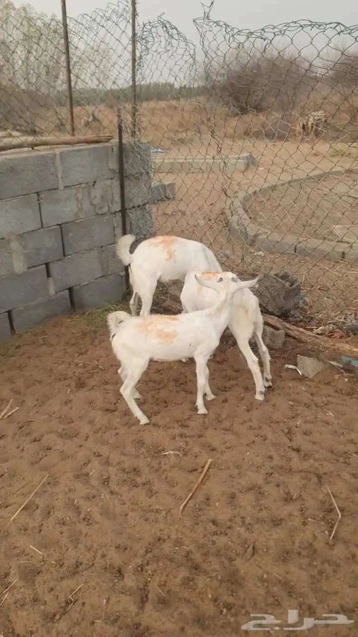 تيوس سليمه من الأمراض و العيوب 1