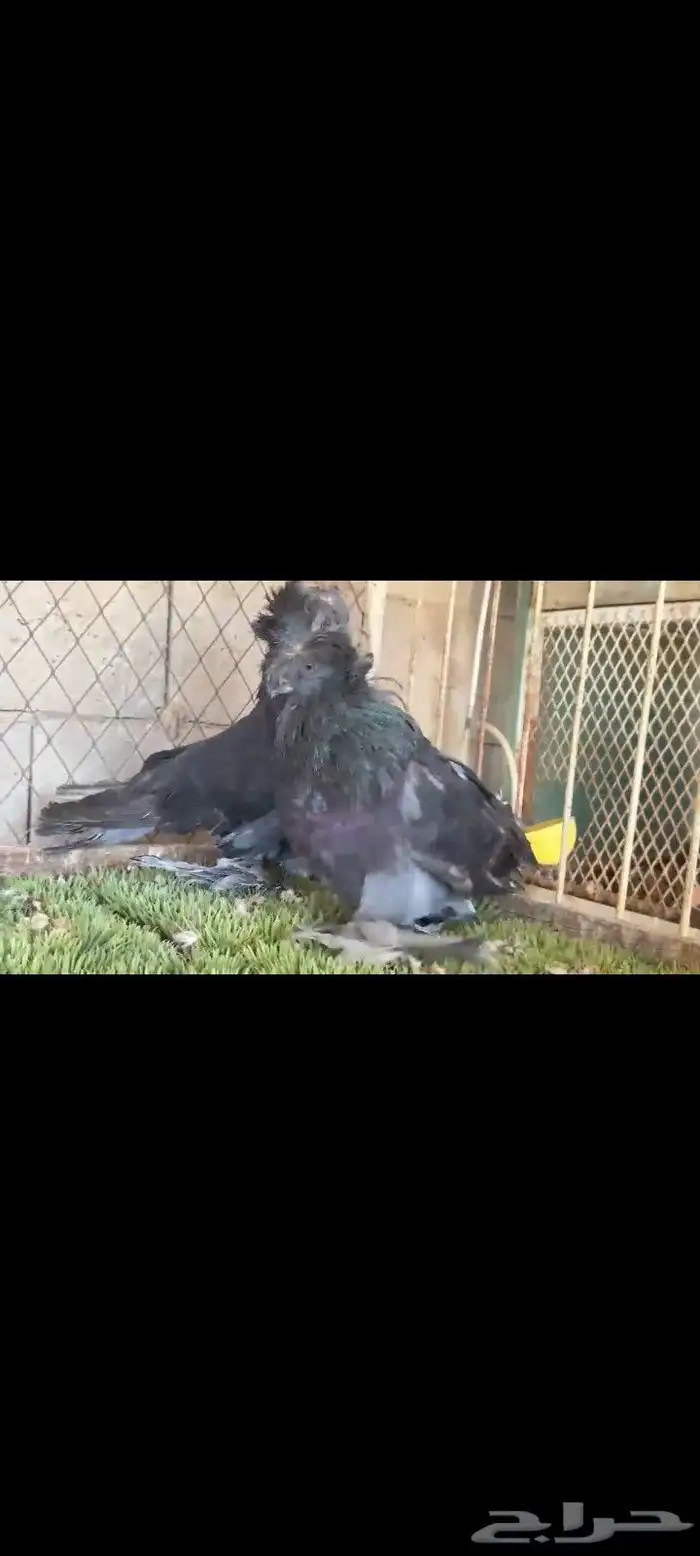 جوز حمام بخار منتج وحج طيب 0