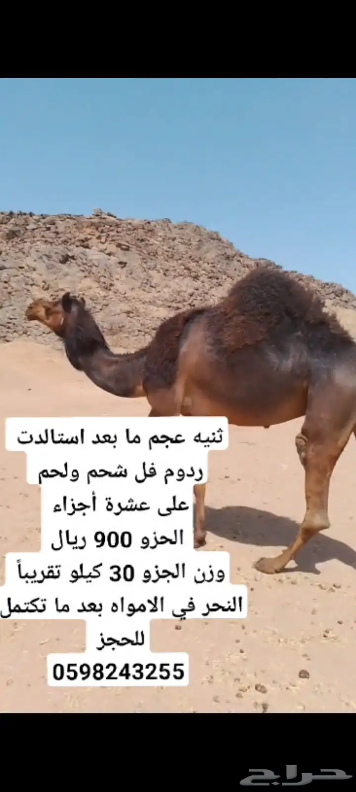 ثنيه عجم ما بعد استالدت الجزو 900 ريال 0