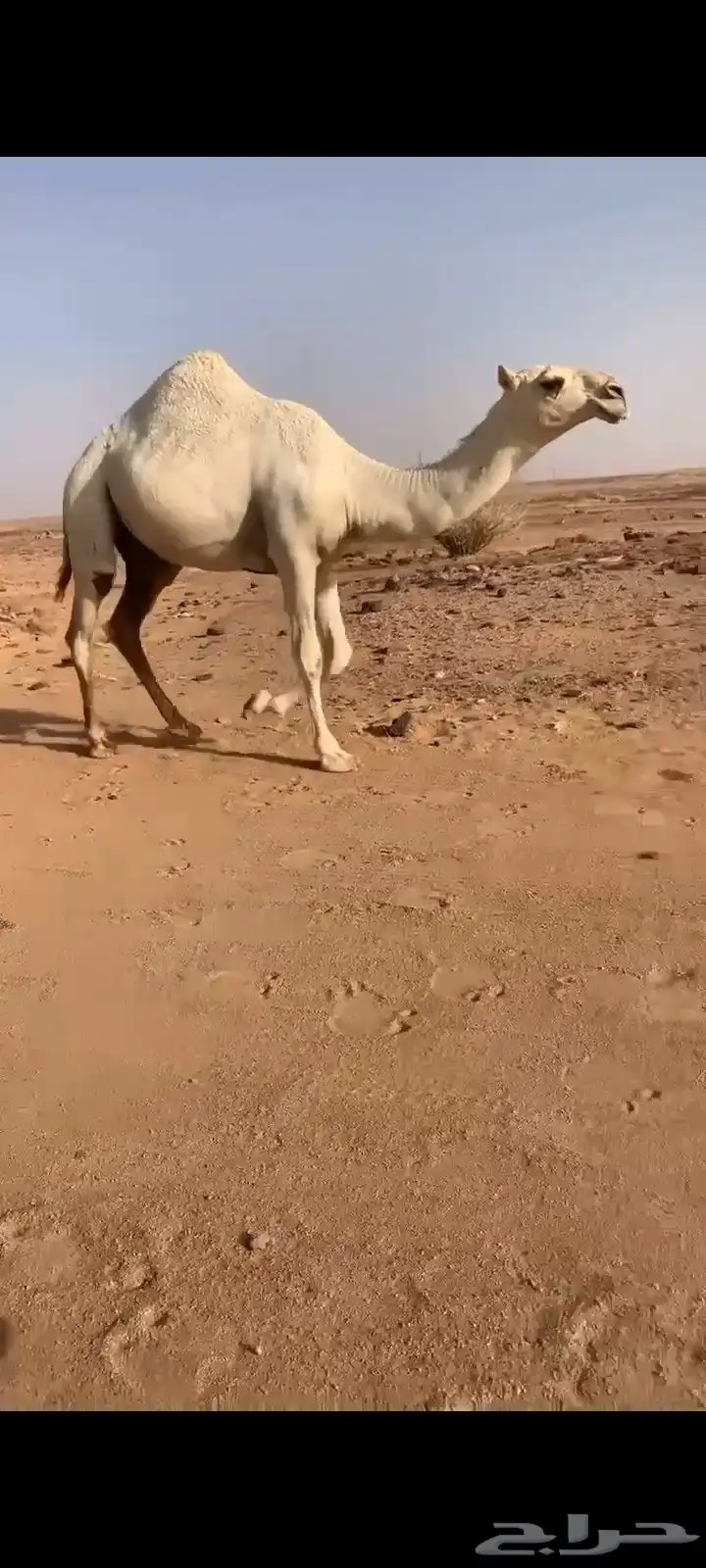 بكره مفروده باتليه على باتلي فنجال 0