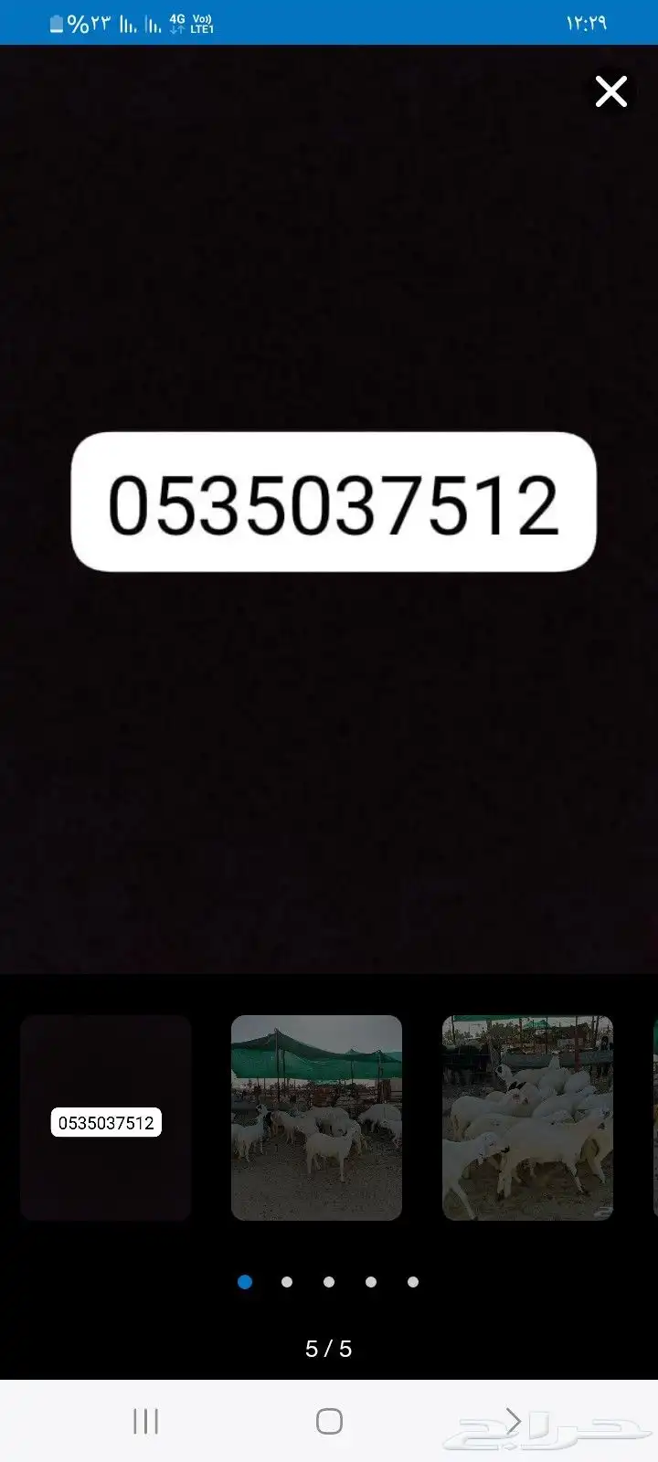للبيع عنز عارضيه 3
