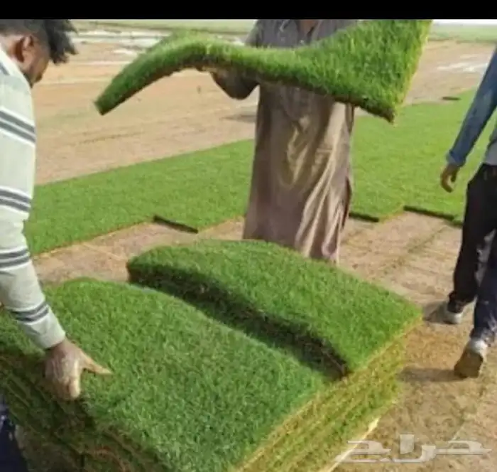 ترتيب الاشجار وزراعة التيل الطبيعي والتيل الصناعي 6