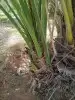 فسايل برحي طيبه موجود كميه كبيره واسعار ممتازه 0