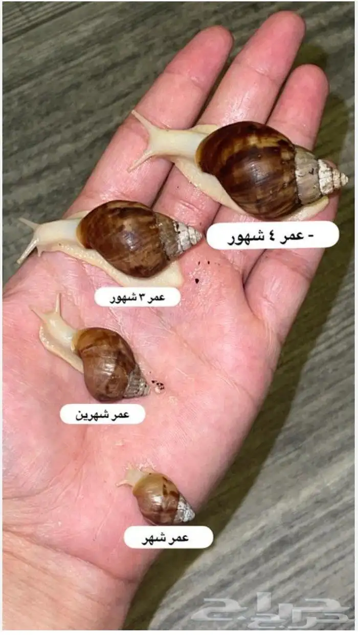 حلزونات 0