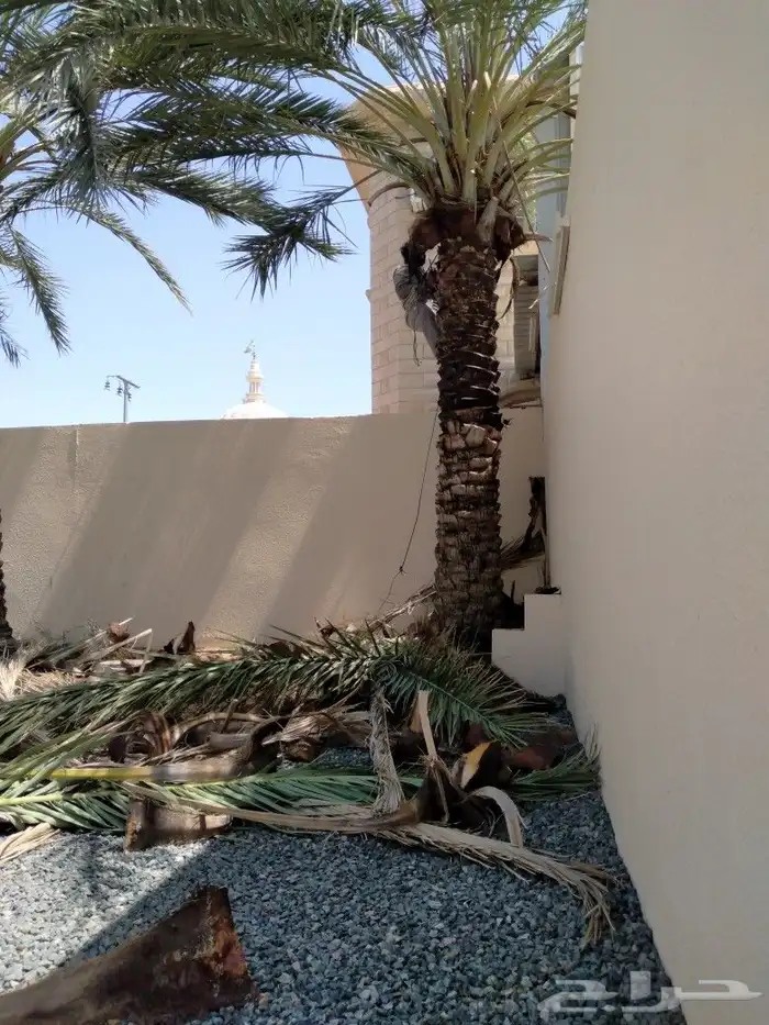 تكريب النخل وتنضيفه أشغال النخل وقلع الفروخ النخل وغرس 3