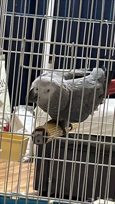 ذكر كاسكو سوبر جامبو 2