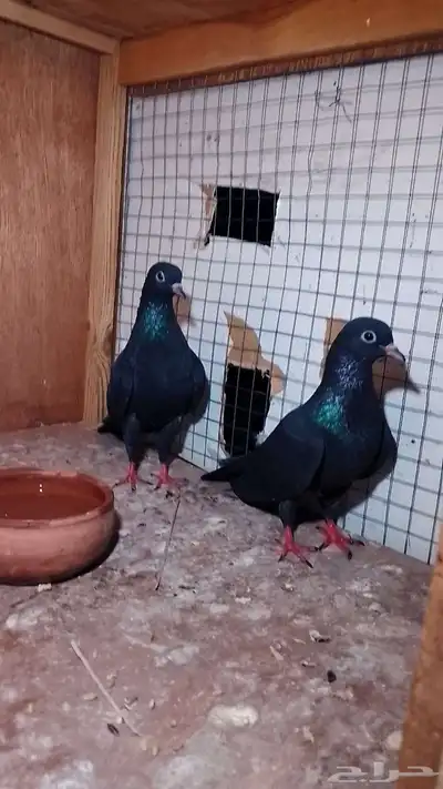 للبيع حمام طيار باكستاني 10