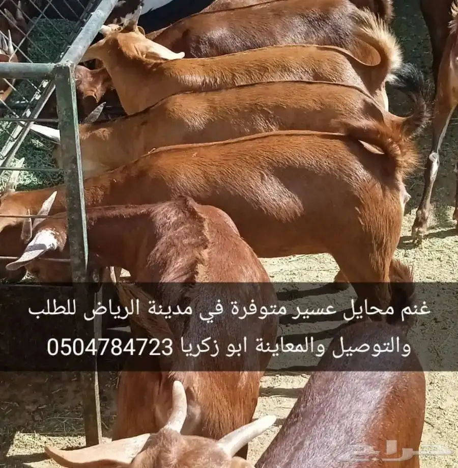 غنم محايل عسير متوفرة في مدينة الرياض للطلب والمعاينة 3