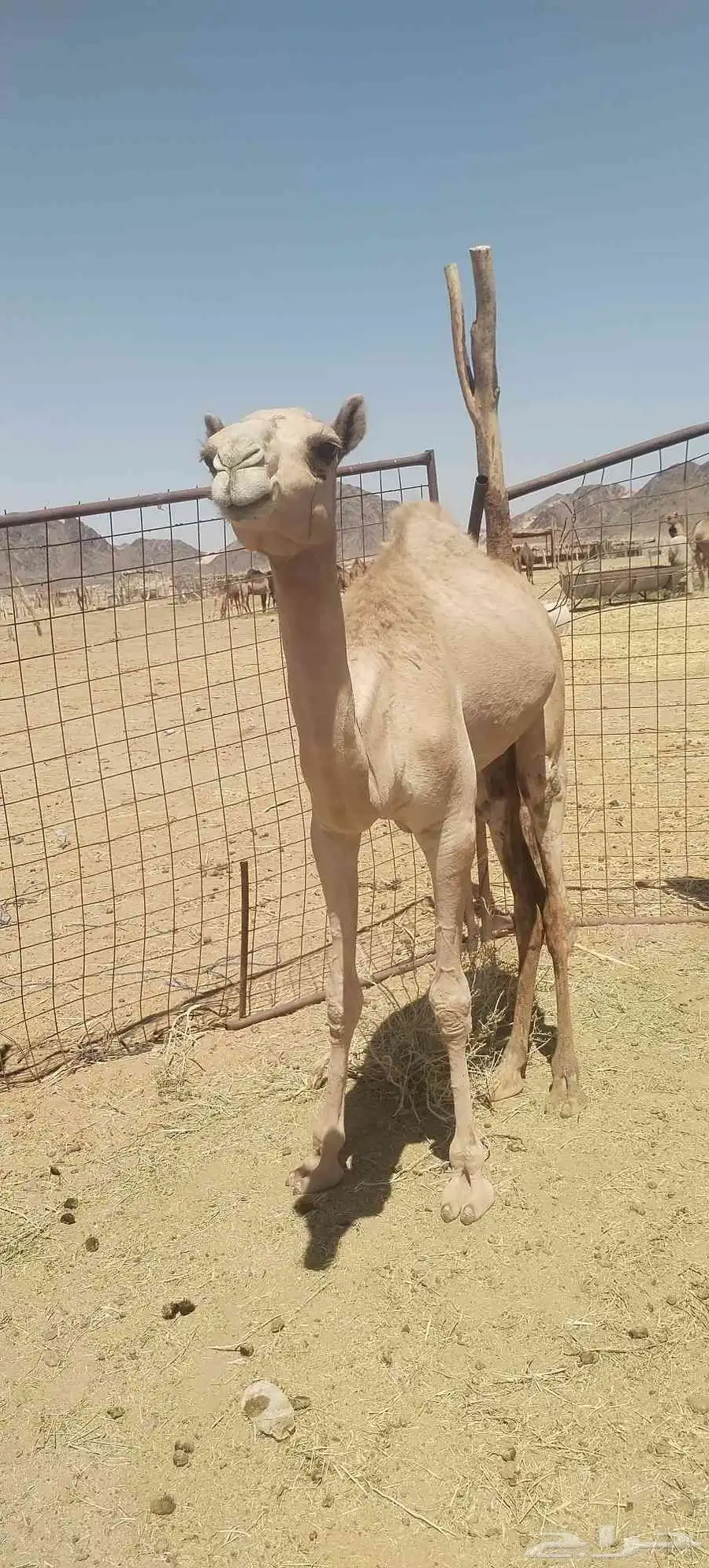 بكره مفروده 0