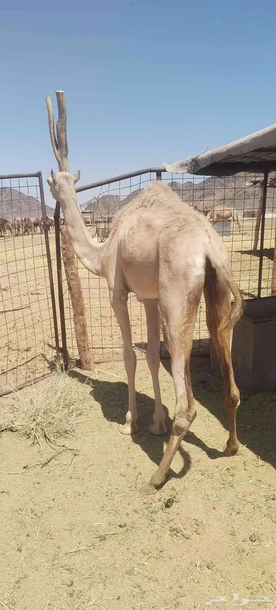 بكره مفروده 2