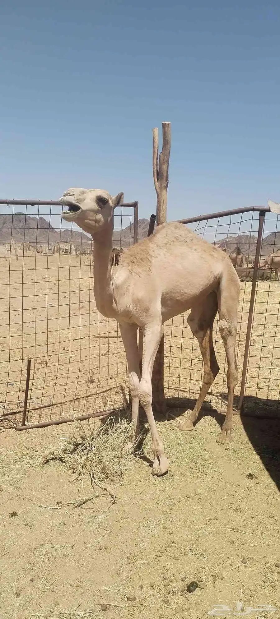 بكره مفروده 4