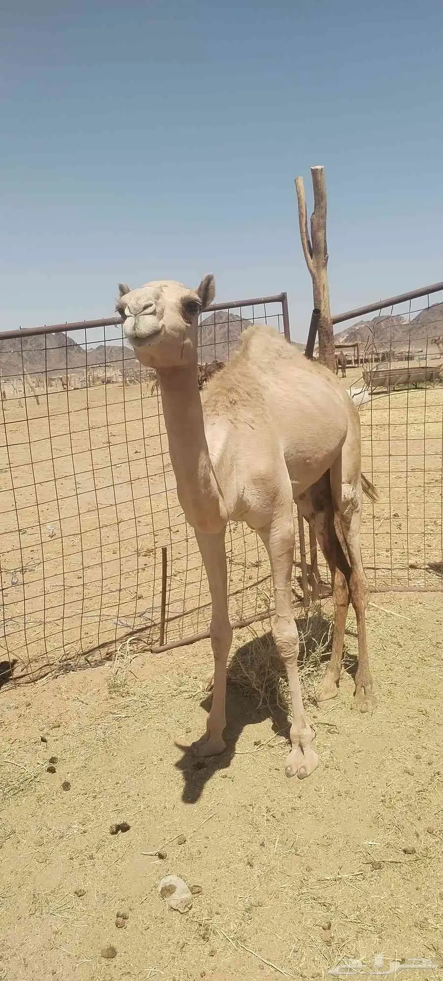 بكره مفروده 1