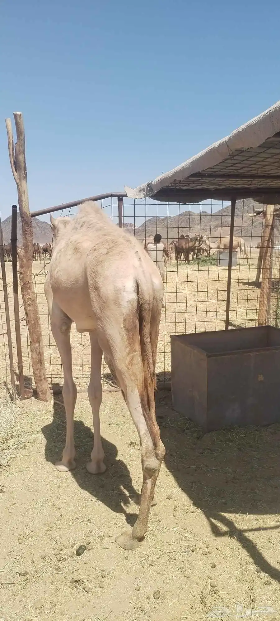 بكره مفروده 5