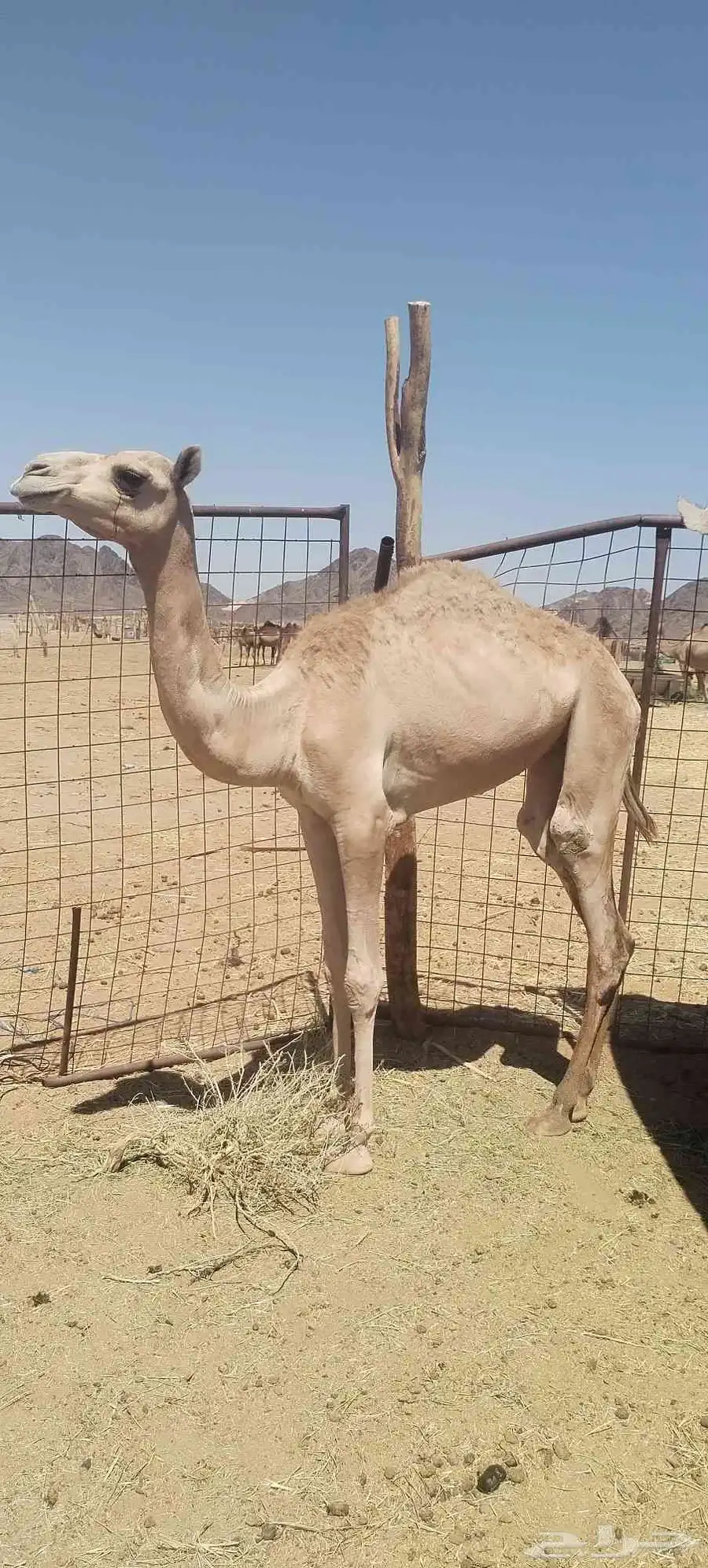 بكره مفروده 3