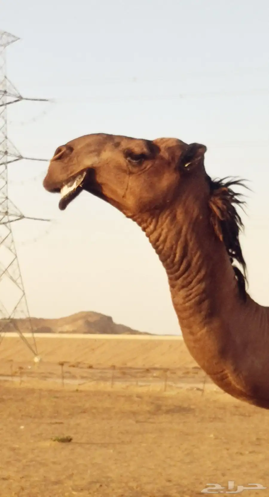 قعود أصفر فحل كفو 3