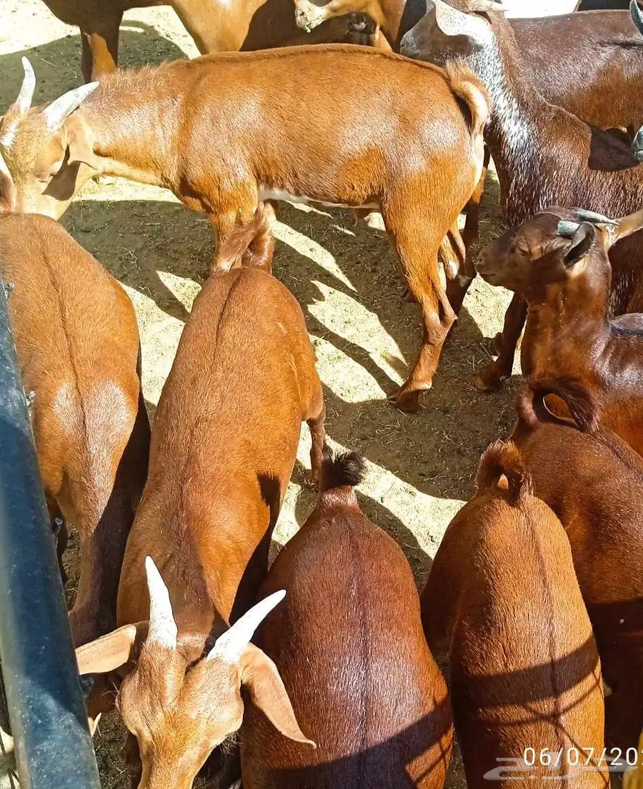غنم محايل عسير متوفرة في مدينة الرياض للطلب والمعاينة 2