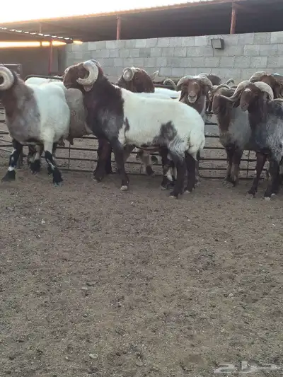 فحول نعيم صنف مشروط للبيع 2