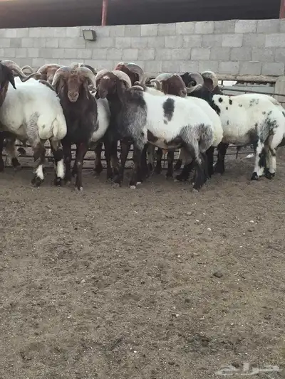 فحول نعيم صنف مشروط للبيع 0