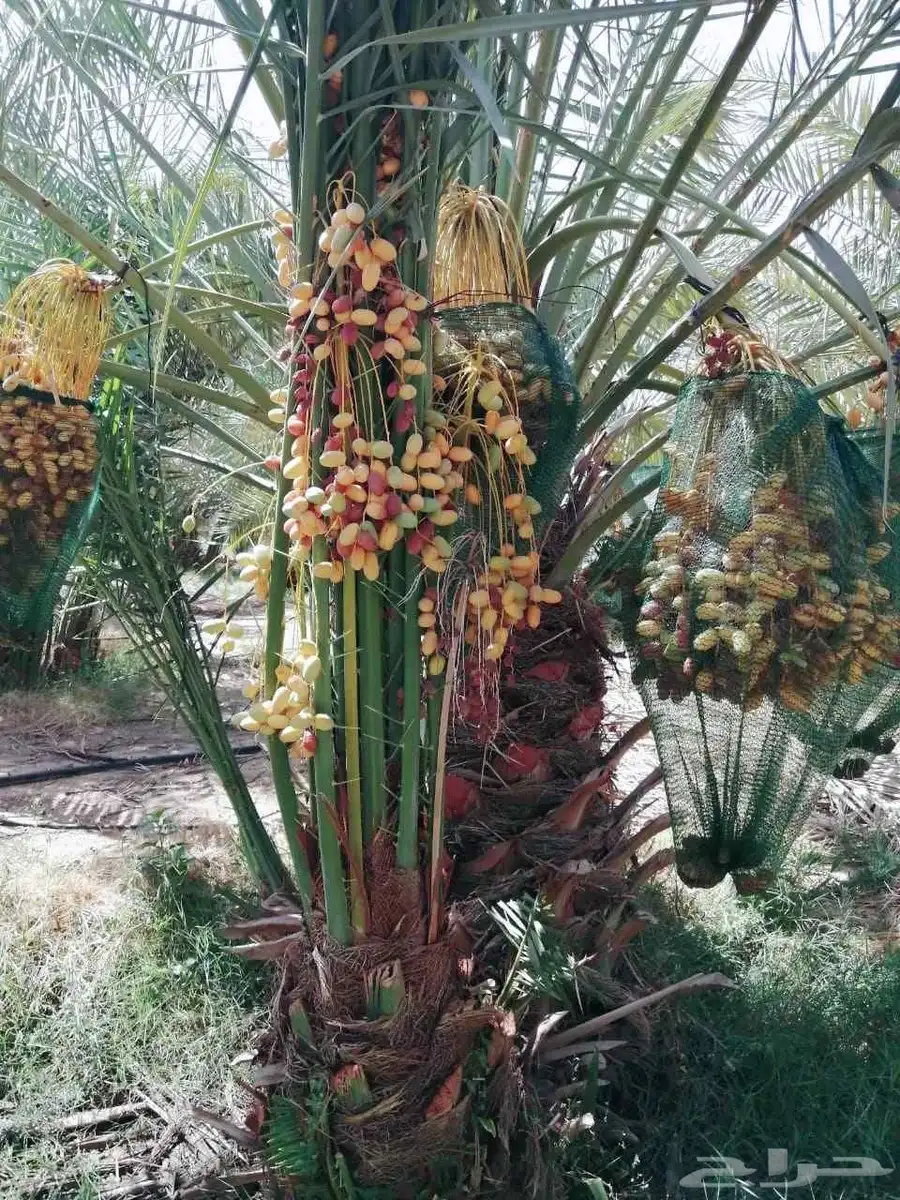 نخل مثمر للبيع اخلاص سكري برحي هلالي صقعي شيشي روثان غر برني 8