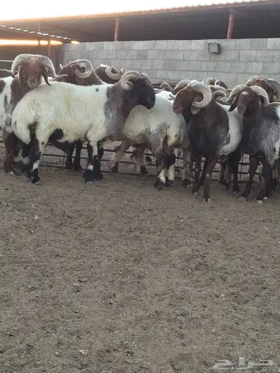 فحول نعيم صنف مشروط للبيع 1