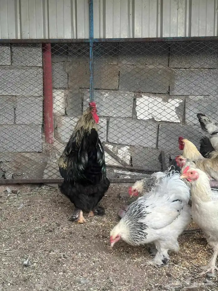للبيع دجاج براهما كولمبي فاخر بسعر مناسب 1