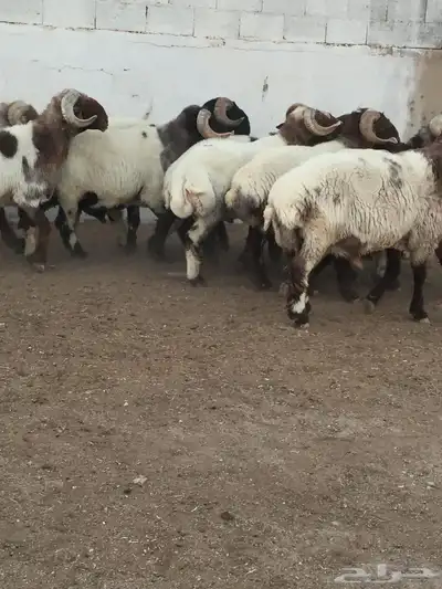 فحول نعيم صنف مشروط للبيع 4