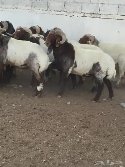 فحول نعيم مشروط للبيع 2