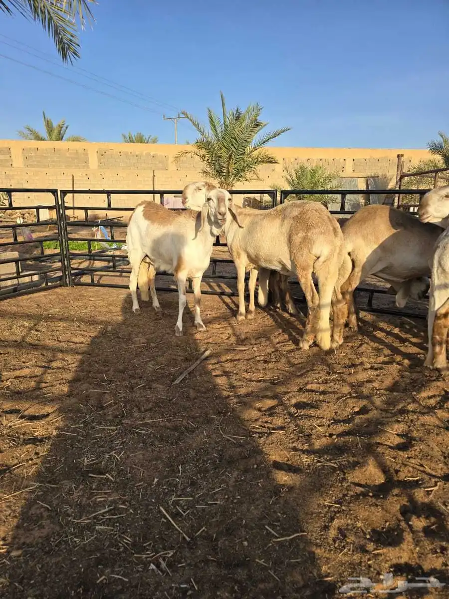 رخال سواكن ريميه صنف ( تم البيع ) 3