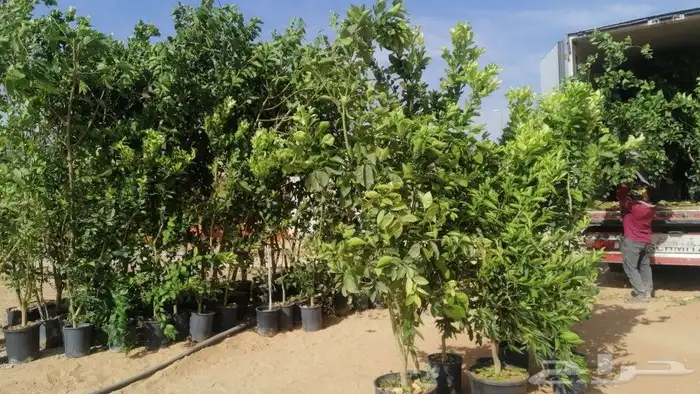 نخيل وشنطني زينه 1