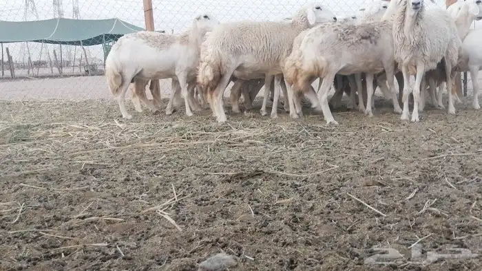 رخال للبيع 5