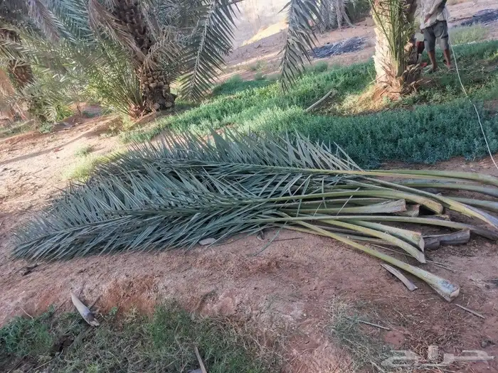 سعف نخيل أخضر طيب 2