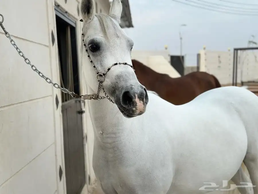 فرس واهو 4