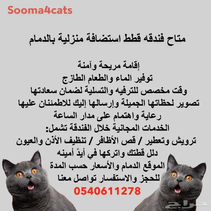 قطط.. فندقه.. 0