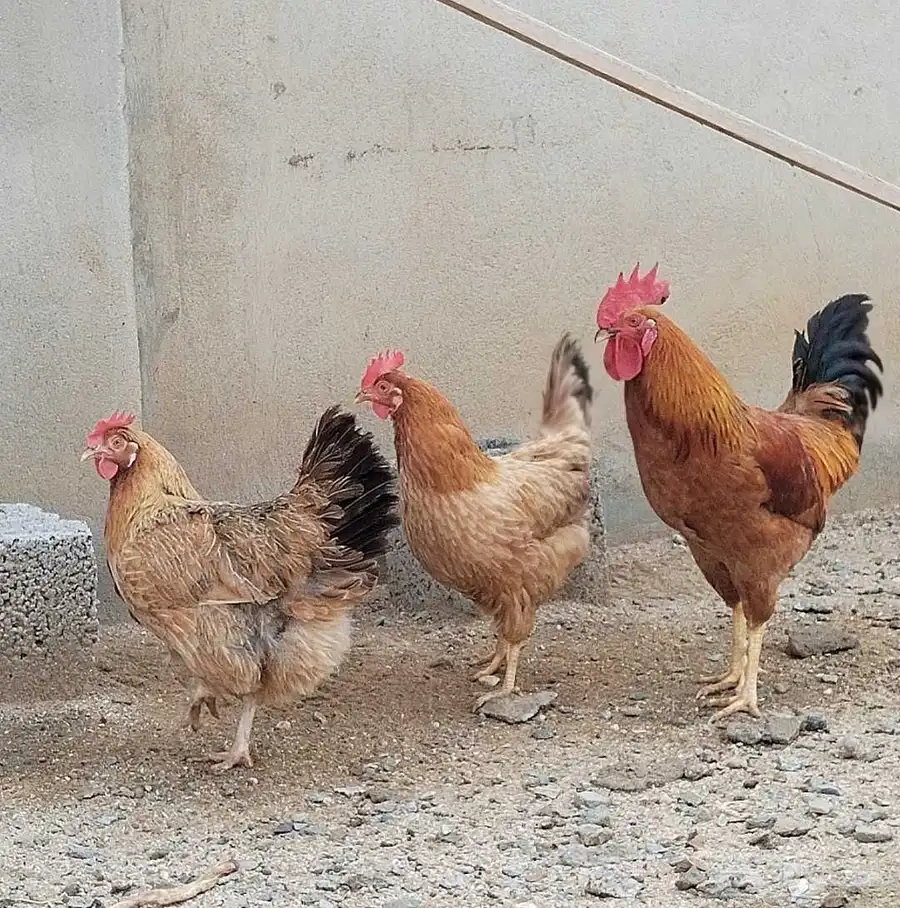 دجاج فرنسي للبيع 0