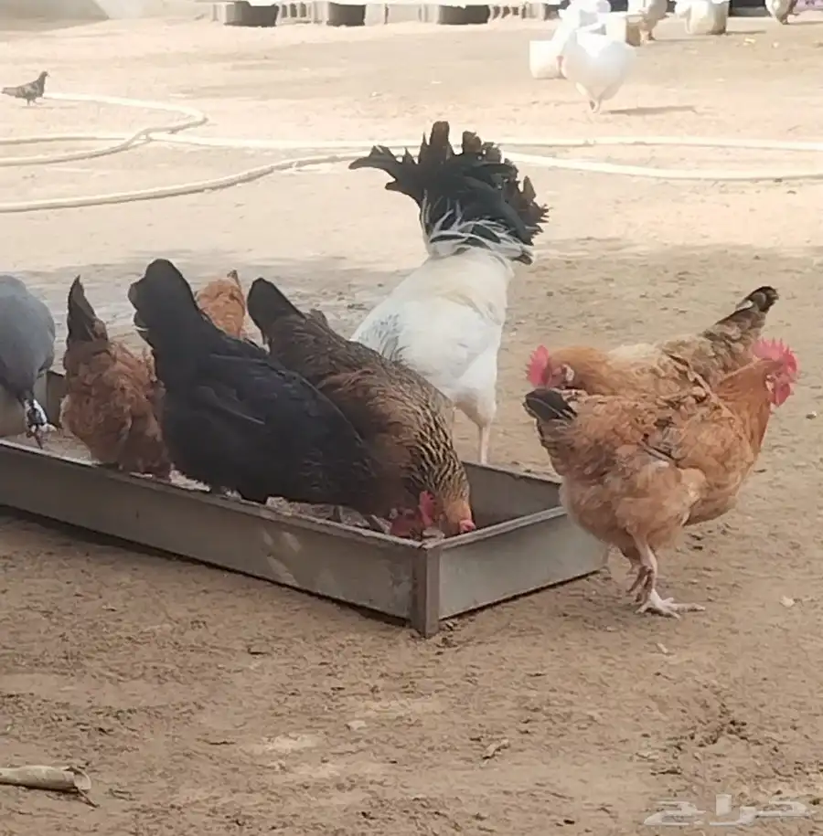 دجاج فرنسي للبيع 2