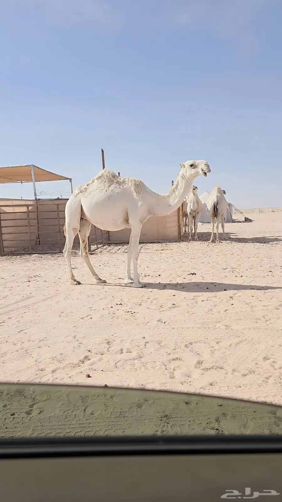 ناقه لقحه ثنيه . 0