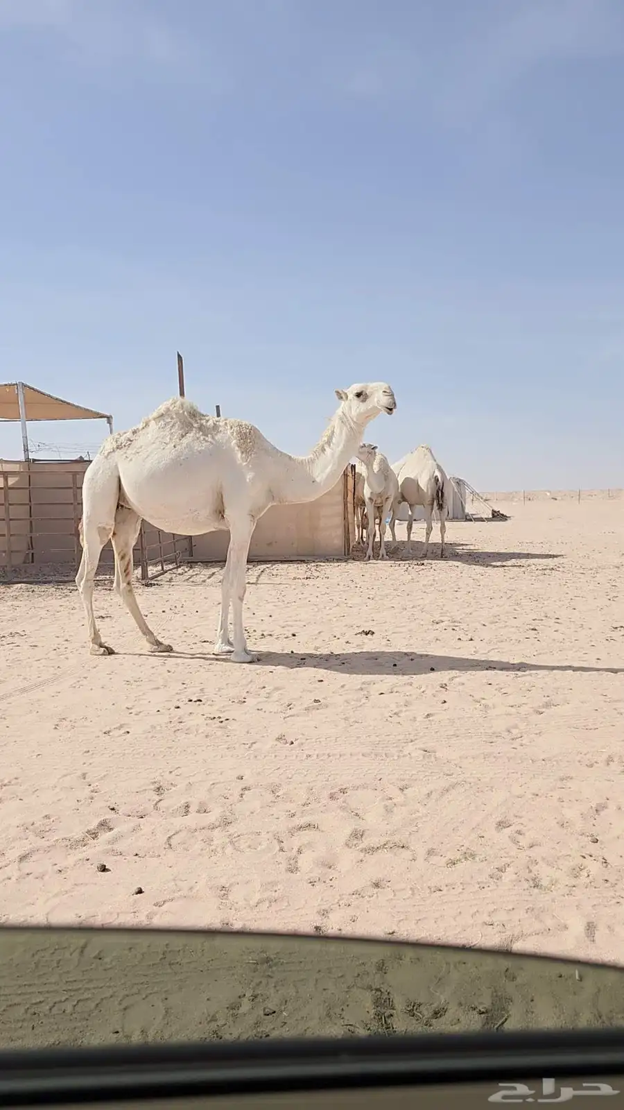 ناقه لقحه ثنيه . 1