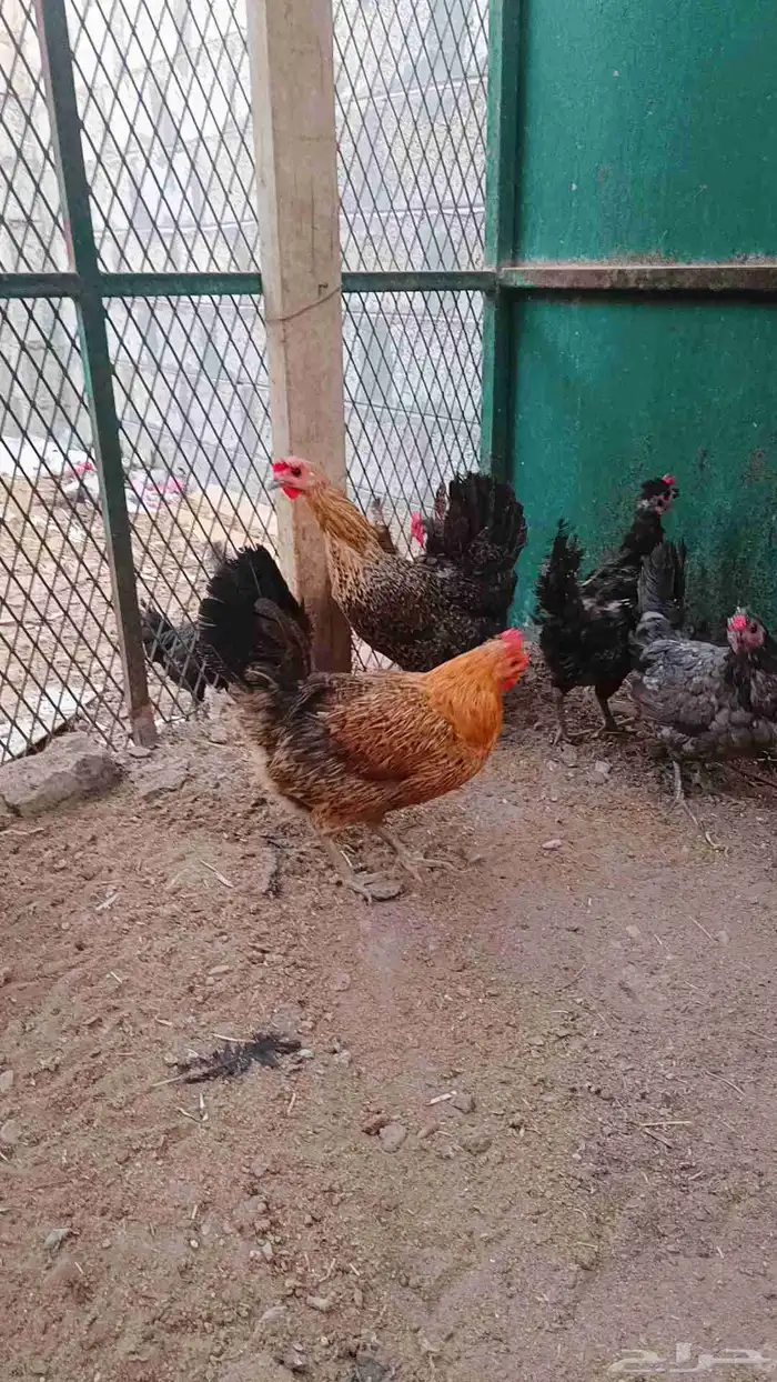 للبيع دجاح صحه ونضافة 3