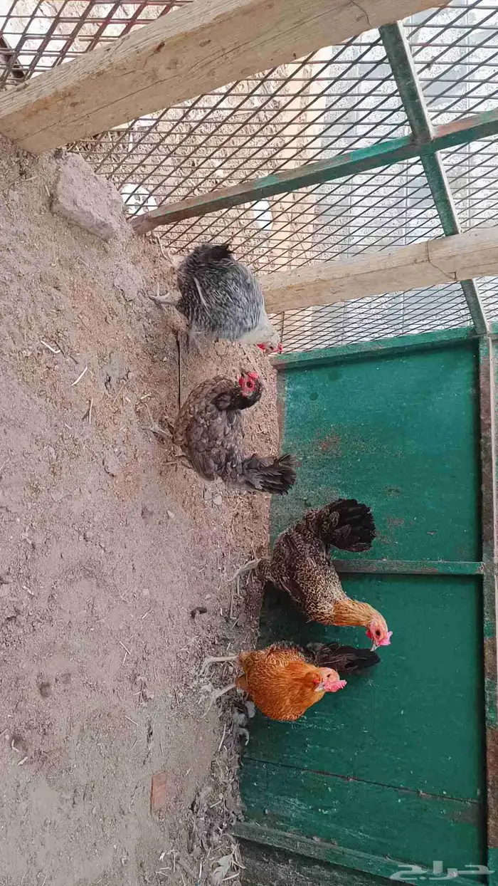 للبيع دجاح صحه ونضافة 1