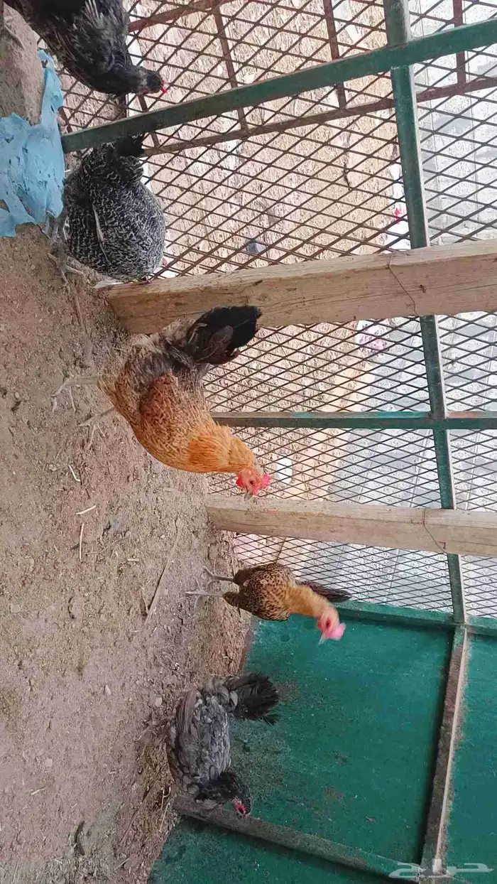 للبيع دجاح صحه ونضافة 2