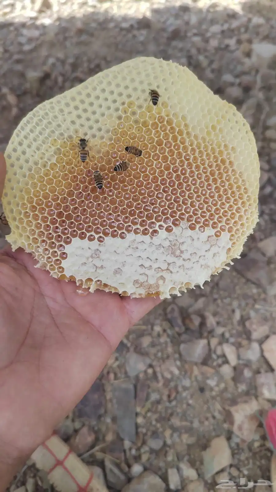 اعسل قرض مع طلح موجود في لدمه 4