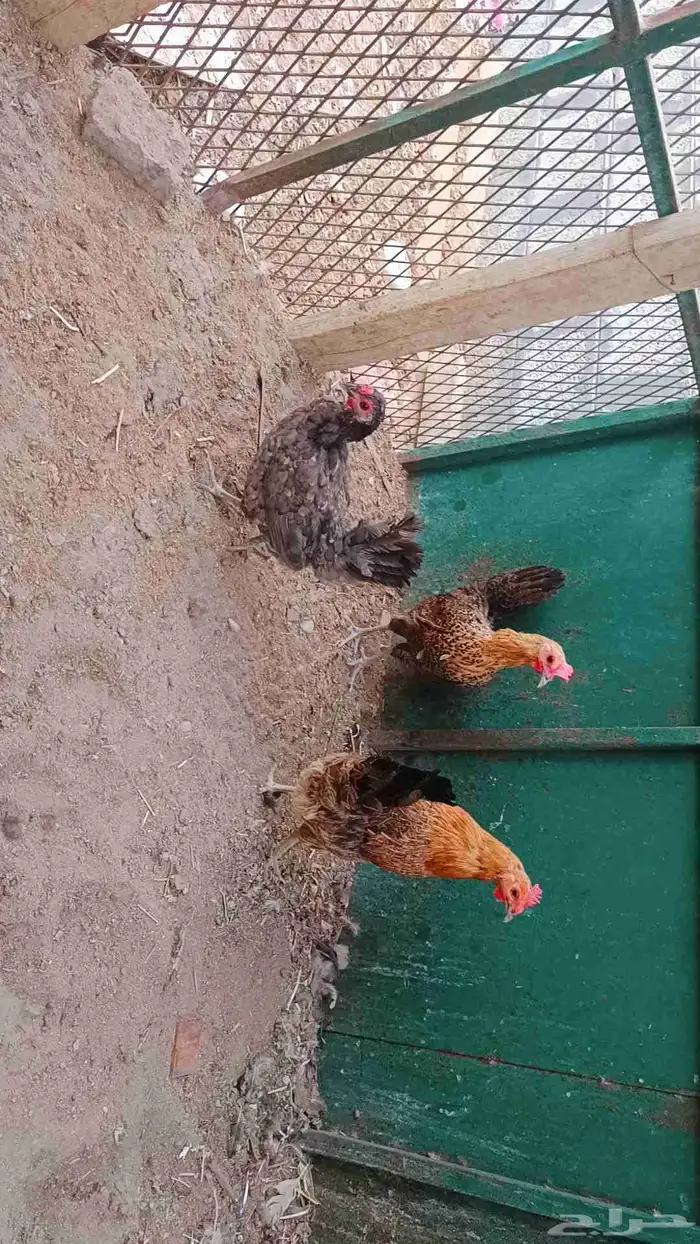 للبيع دجاح صحه ونضافة 0