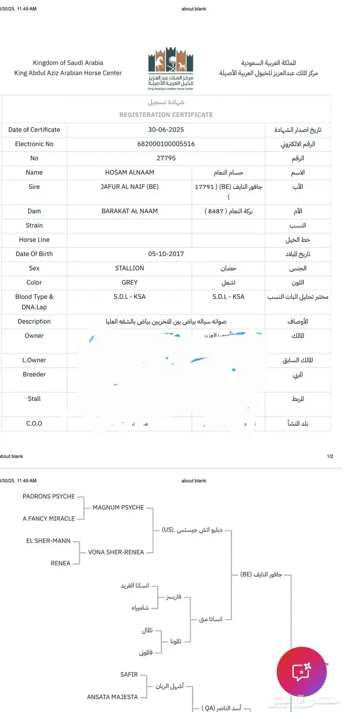 حصان عربي واهوا ركوب للبيع 8
