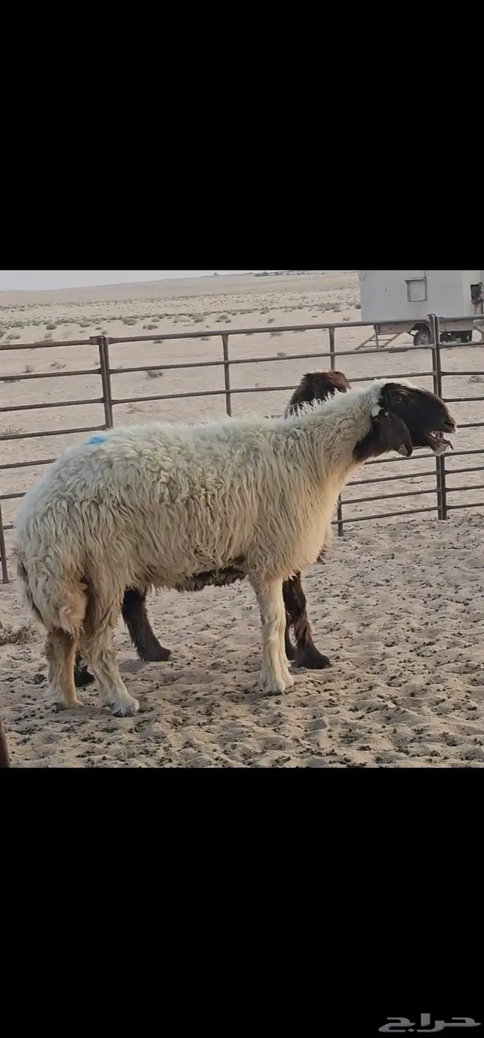 للبيع حيل صنف الصنف فاخرة 0