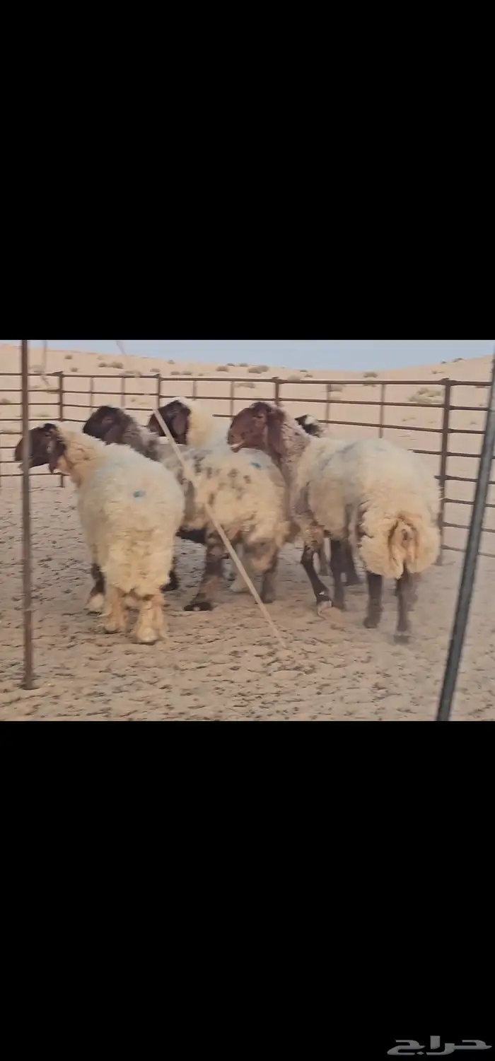 للبيع حيل صنف الصنف فاخرة 5