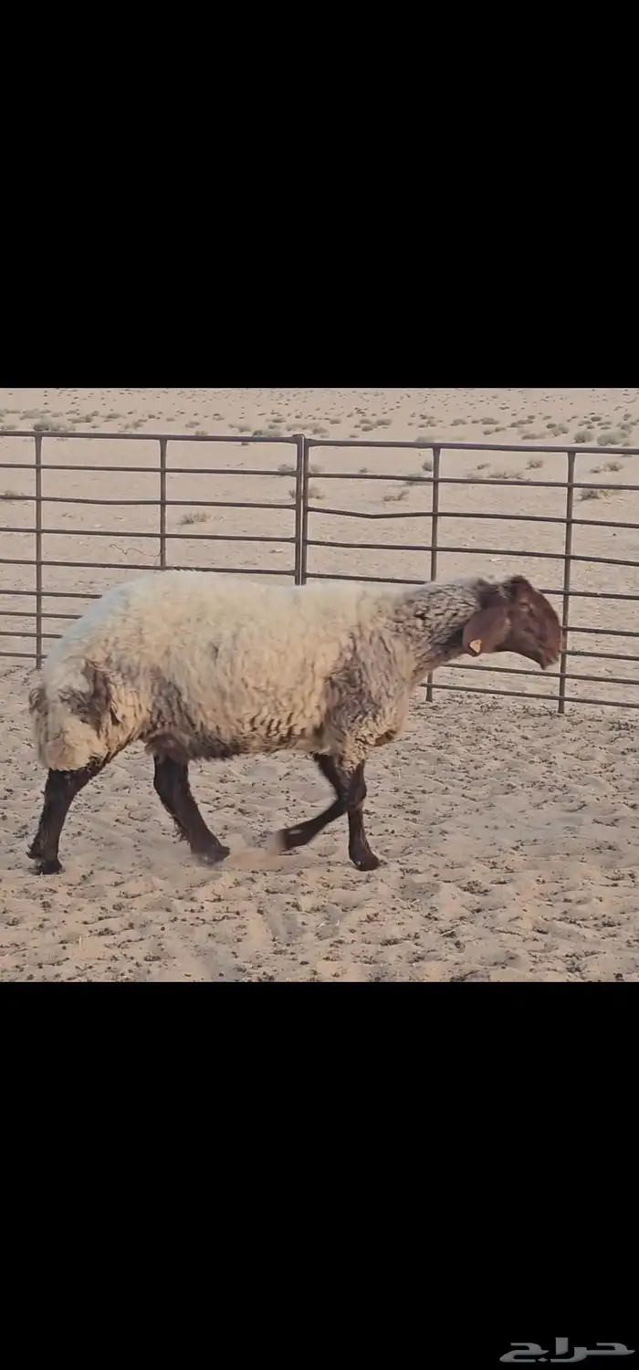 للبيع حيل صنف الصنف فاخرة 4